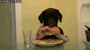 Hund beim Essen Hund beim Essen
