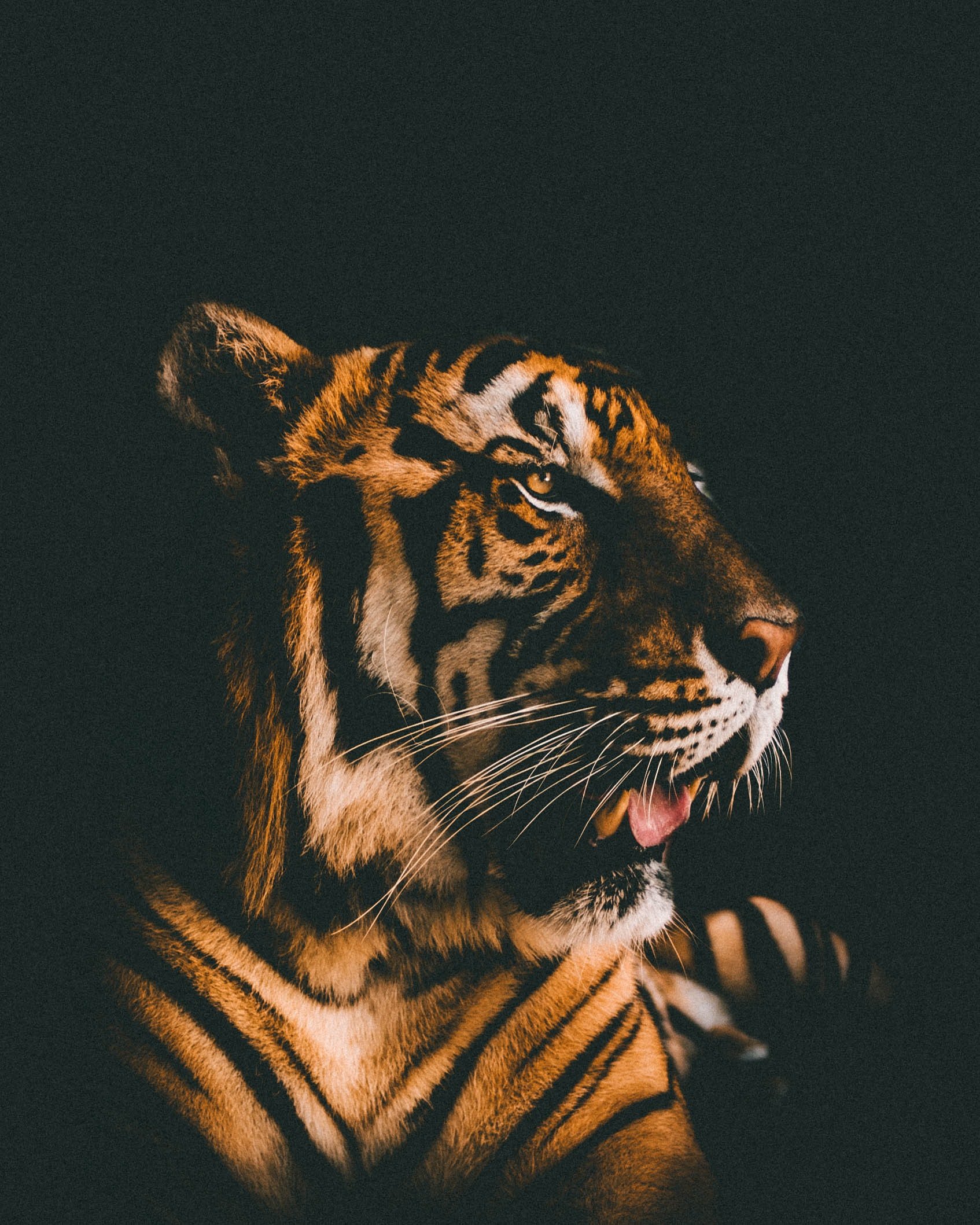 Tiger-Tattoo Portrait