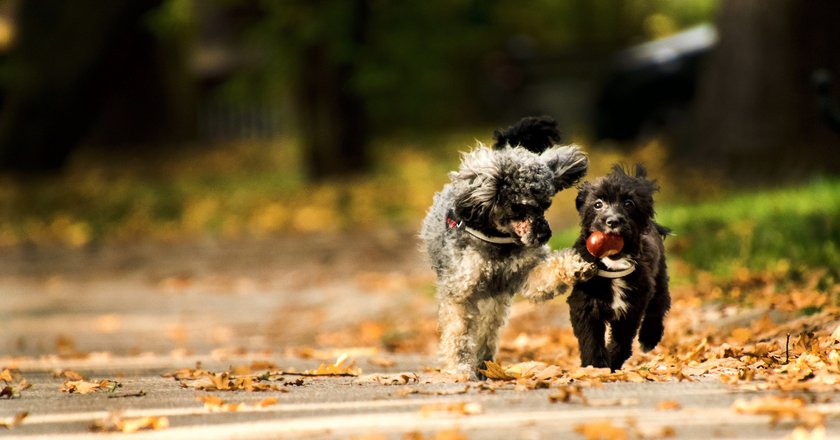 Herkömmliche Kastanien sind für Hunde tabu. Esskastanien aber, sind für sie ein gesundes Leckerli.