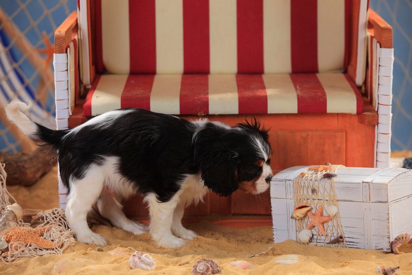 Ein Hundewelpe schnüffelt an einer Box.