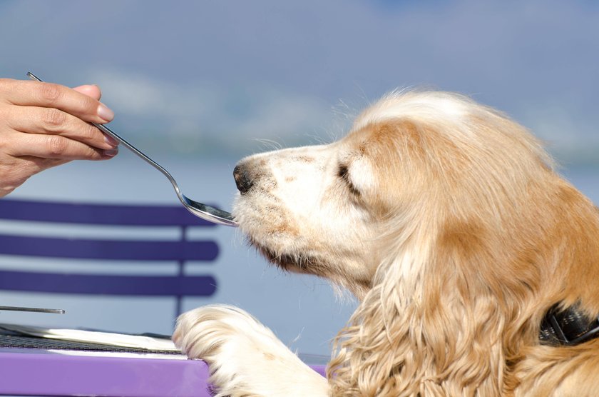 So bekömmlich ist Süßkartoffel für deinen Hund.