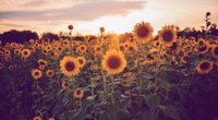 Was hat die Sonnenblume für eine Bedeutung? Hier erklärt!