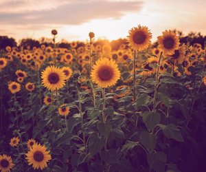 Was hat die Sonnenblume für eine Bedeutung? Hier erklärt!