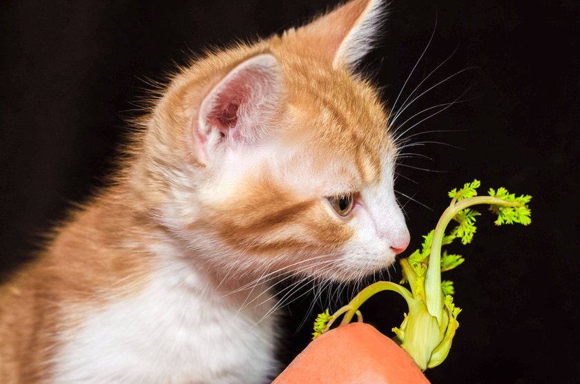 Eine Katze riecht an einer Karotte.