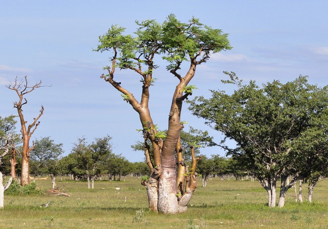 Moringa Moringa