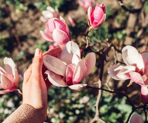 10 bezaubernde Parfums mit Magnolie, die direkt Lust auf Frühling machen