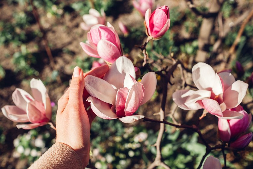 10 bezaubernde Parfums mit Magnolie, die schon jetzt Lust auf Frühling machen