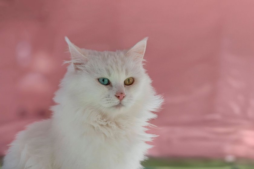 Blau gelbe Van Katze mit ungeraden Augen.