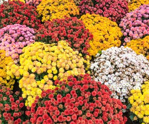 Chrysantheme Bedeutung: Welche Symbolik steckt hinter der Blume?