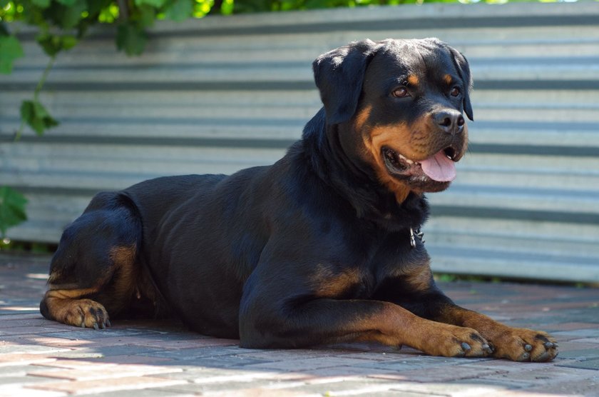 Rottweiler liegend