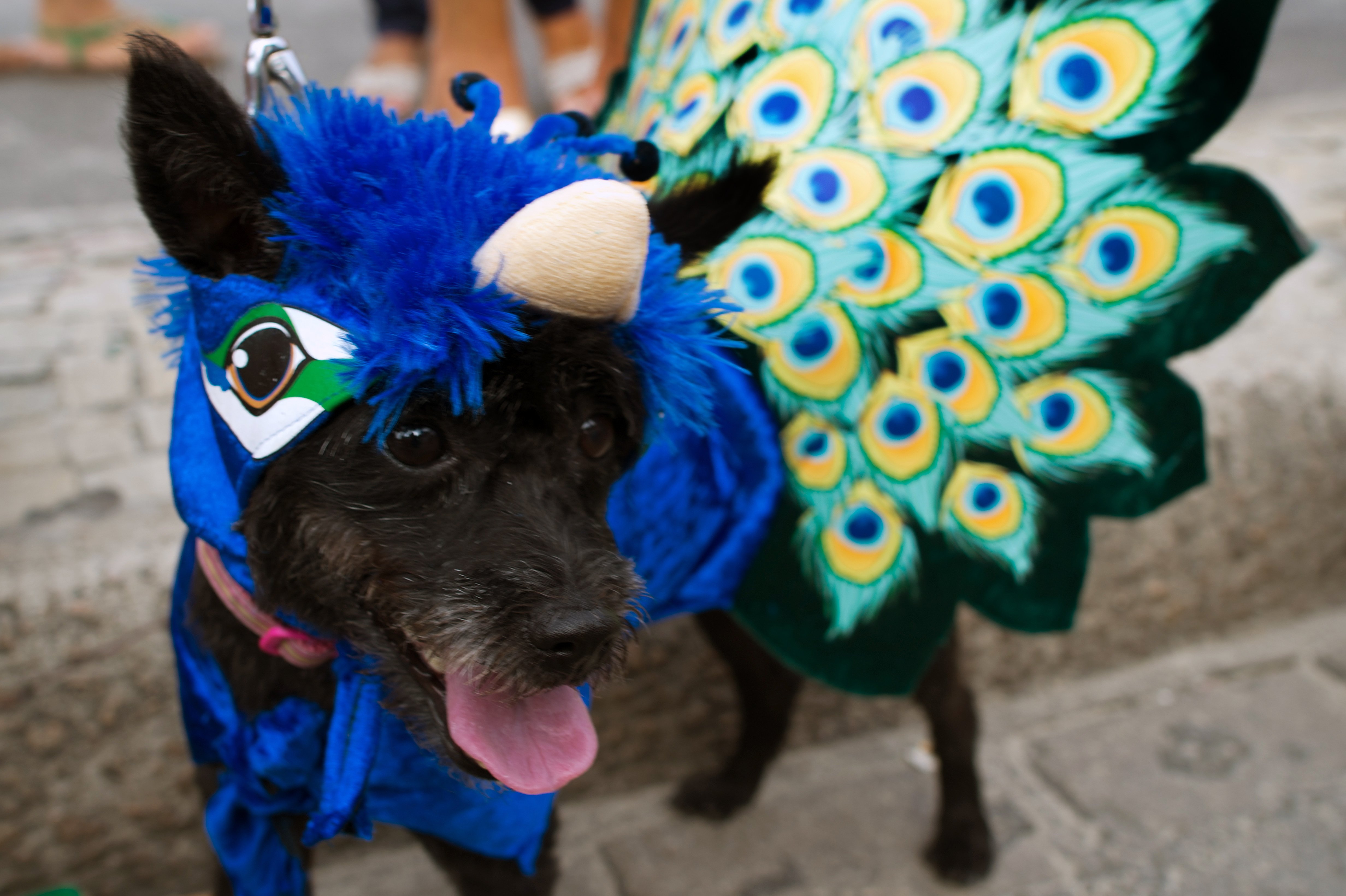 In Rio gibt es nicht nur Karneval für Menschen, sondern auch für Hunde!