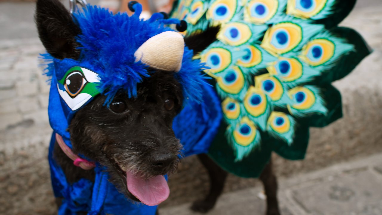 In Rio gibt es nicht nur Karneval für Menschen, sondern auch für Hunde!