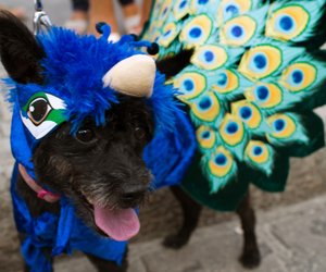 Kostüme für Hunde: niedlich oder Tierquälerei?