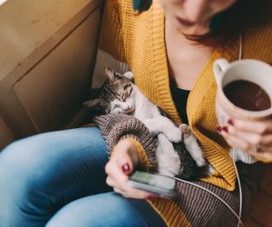 Läuft dir deine Katze ständig vor die Füße, will sie dir eine wichtige Sache sagen