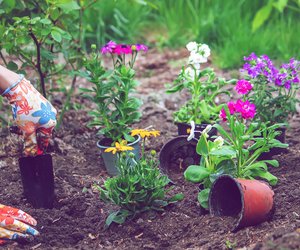 Summertime! Die besten Pflanzen und Kräuter nach den Eisheiligen