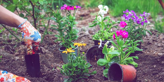 Summertime! Die besten Pflanzen und Kräuter, die du nach den Eisheiligen pflanzen solltest 