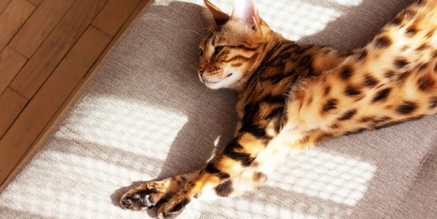 Katzen-Quiz: Nur echte Liebhaber schaffen es, alle 15 Fragen richtig zu beantworten!