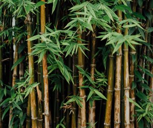 Bambus Bedeutung: Das steckt hinter der exotischen Pflanze