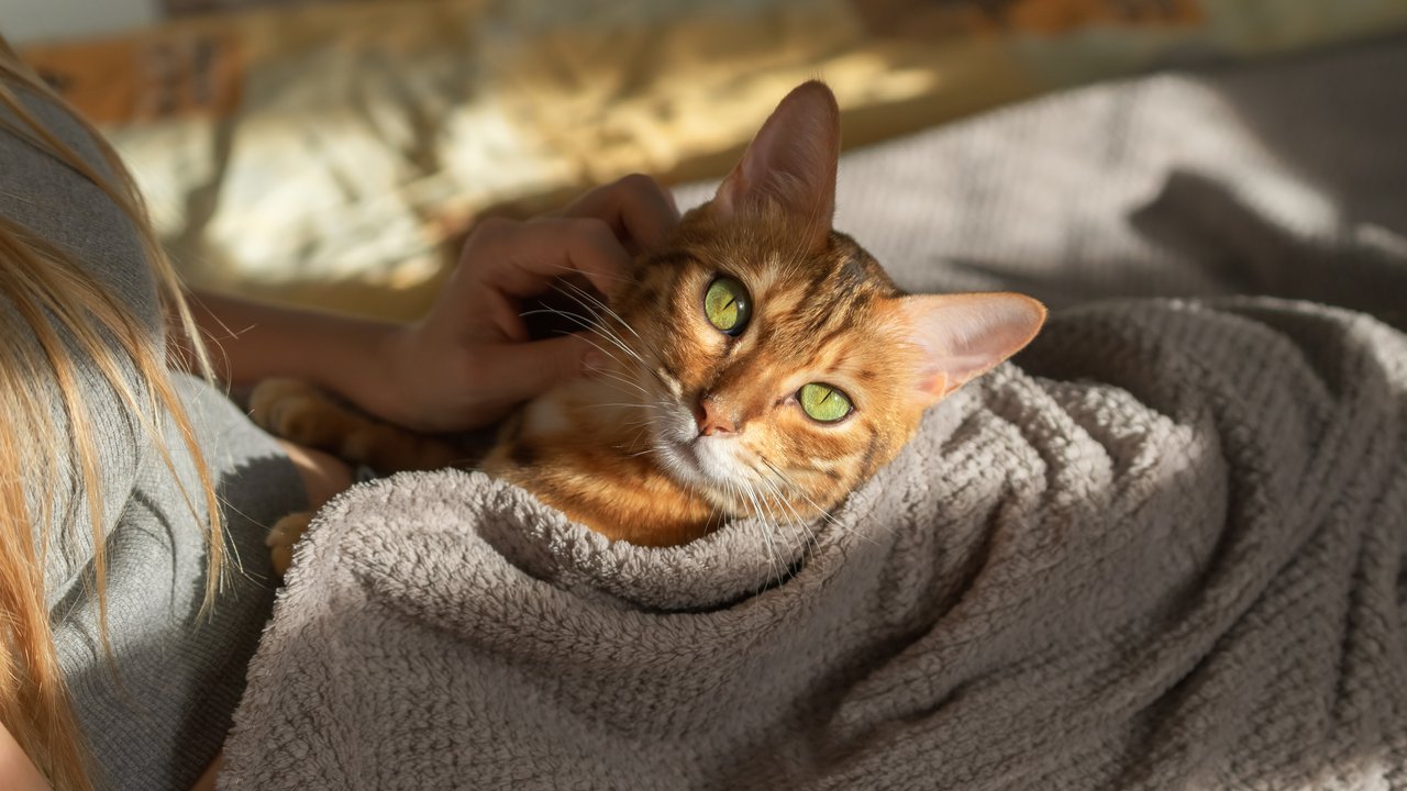 Wie würdest du diese Katze nennen?