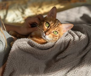 Nachgewiesen: Namen, auf die Katzen am besten hören