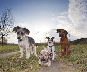 Die schönsten Wanderrouten mit Hund in Brandenburg