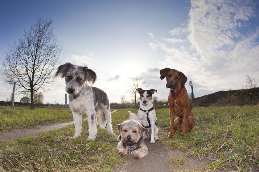 Wandern mit Hunden.