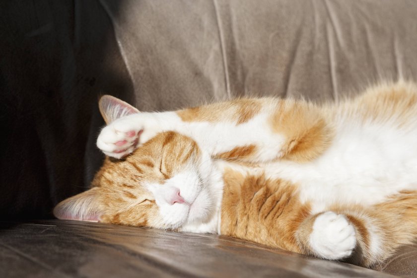 Katze putzt sich auf dem Sofa