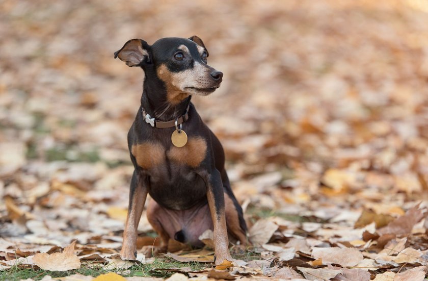 Zwergpinscher