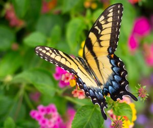 Traumdeutung Schmetterling: Das bedeutet es, wenn du davon träumst