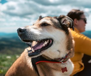 Wenn du die Natur liebst, sind diese Wanderwege in Schleswig-Holstein für deinen Hund und dich ein Muss!