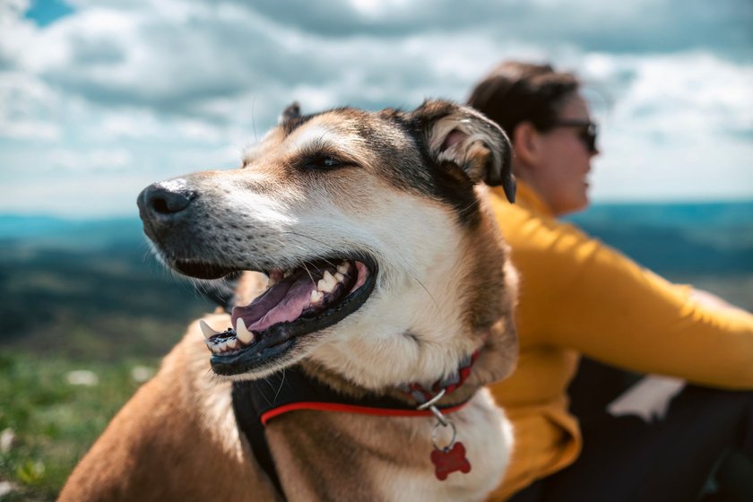 Eine Frau und ihr Hund genießen die Aussicht von einem Hügel aus