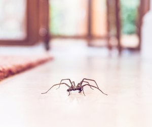 Nosferatu-Spinne: Deshalb gibt es gerade trotz Kälte immer mehr Sichtungen