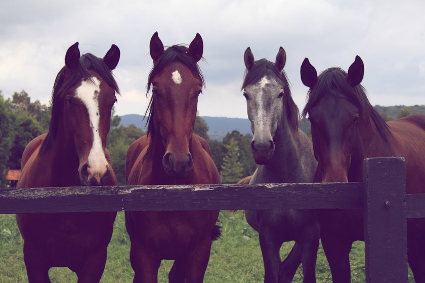 Das sind die 10 lustigsten Pferdenamen, die du je gehört hast!