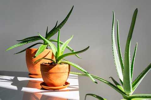 Diese 6 Pflanzen ziehen im neuen Jahr das Glck in dein Zuhause
