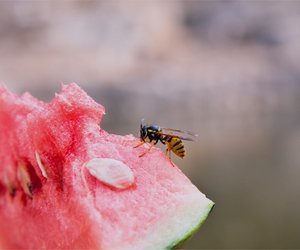 Wespen töten: So hoch kann das Bußgeld werden!