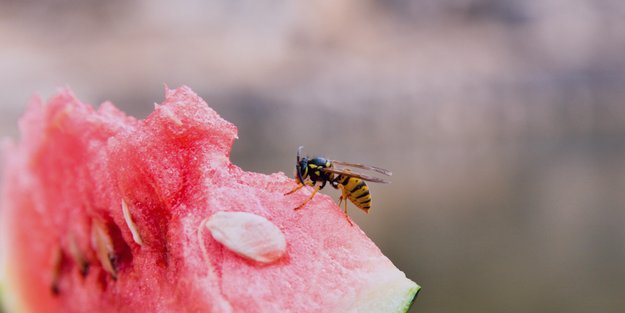 Wespen töten: So hoch kann das Bußgeld werden!