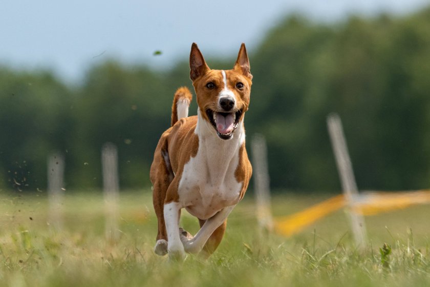 Basenji