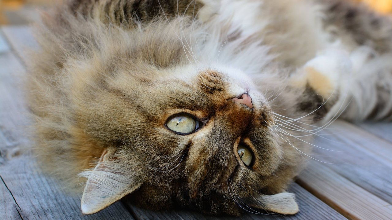 Katze