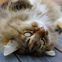 Was es heißt, wenn deine Katze dich mit der Pfote anstupst