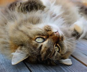 Wenn dich deine Katze mit der Pfote anstupst, möchte sie dir etwas sagen