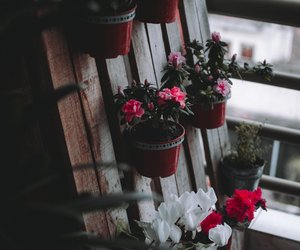 Balkonpflanzen für den Herbst: Diese Gewächse sind geeignet