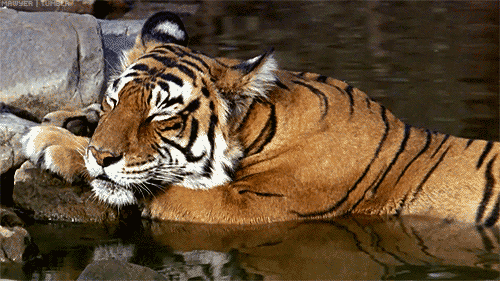 Tiger schläft