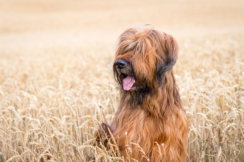 Briard