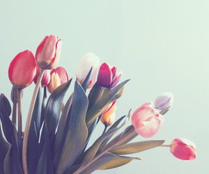 Bedeutung von Tulpen: Diese Symbolik steckt hinter den Frühlingsblumen
