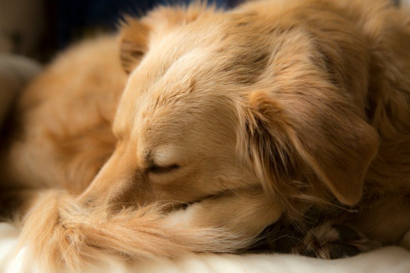 Ein Hund liegt zusammen gerollt und ruht.