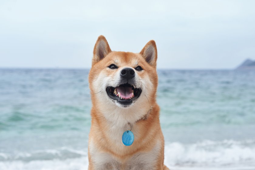 Shiba Inu