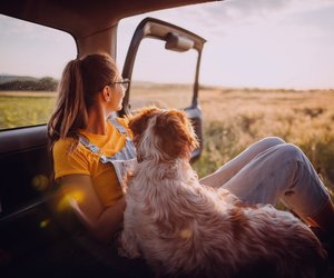 Roadtrip mit Hund: So wird die Reise im Auto für euch entspannt!