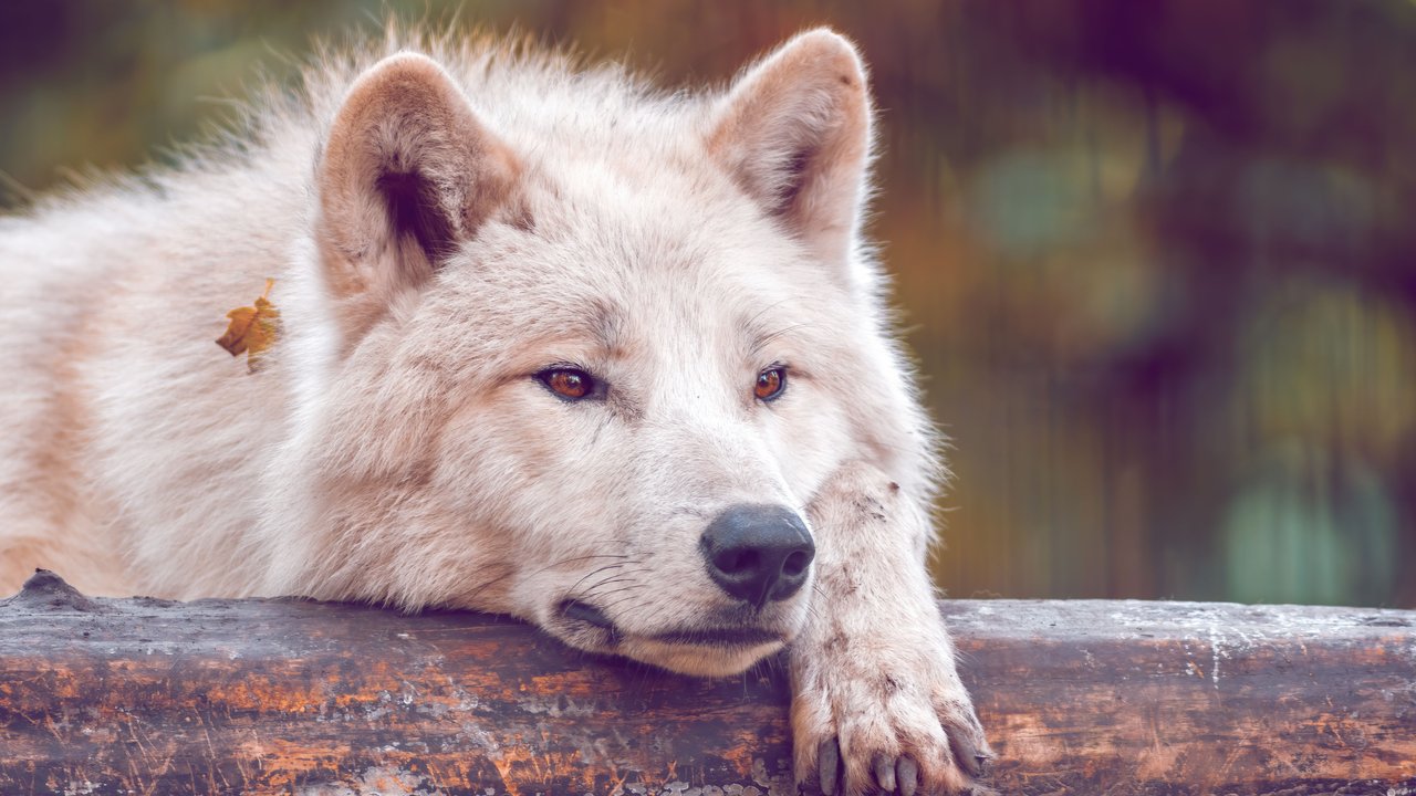 Wolf-als-Haustier
