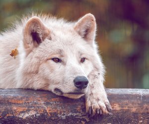 Wolf als Haustier: Alles über Haltung, Tierschutz und Gesetze