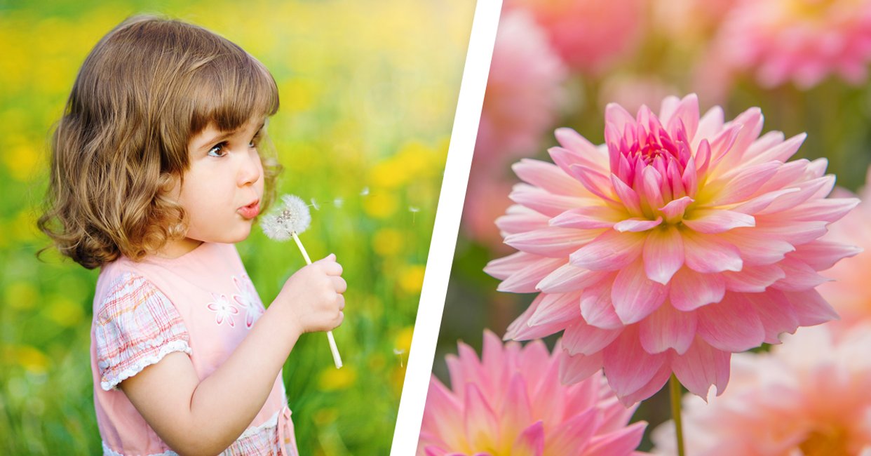 Mit bild namen blumen Alle Zwiebelblumen